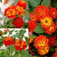 Ornamental Lantana Camara flowers blooming in garden borders and decorative containers.
