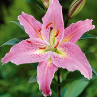 Ornamental Lily seeds for decorative garden landscapes and borders.
