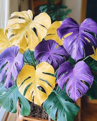 Fresh tropical palm and monstera seed mix suitable for containers and indoor planting