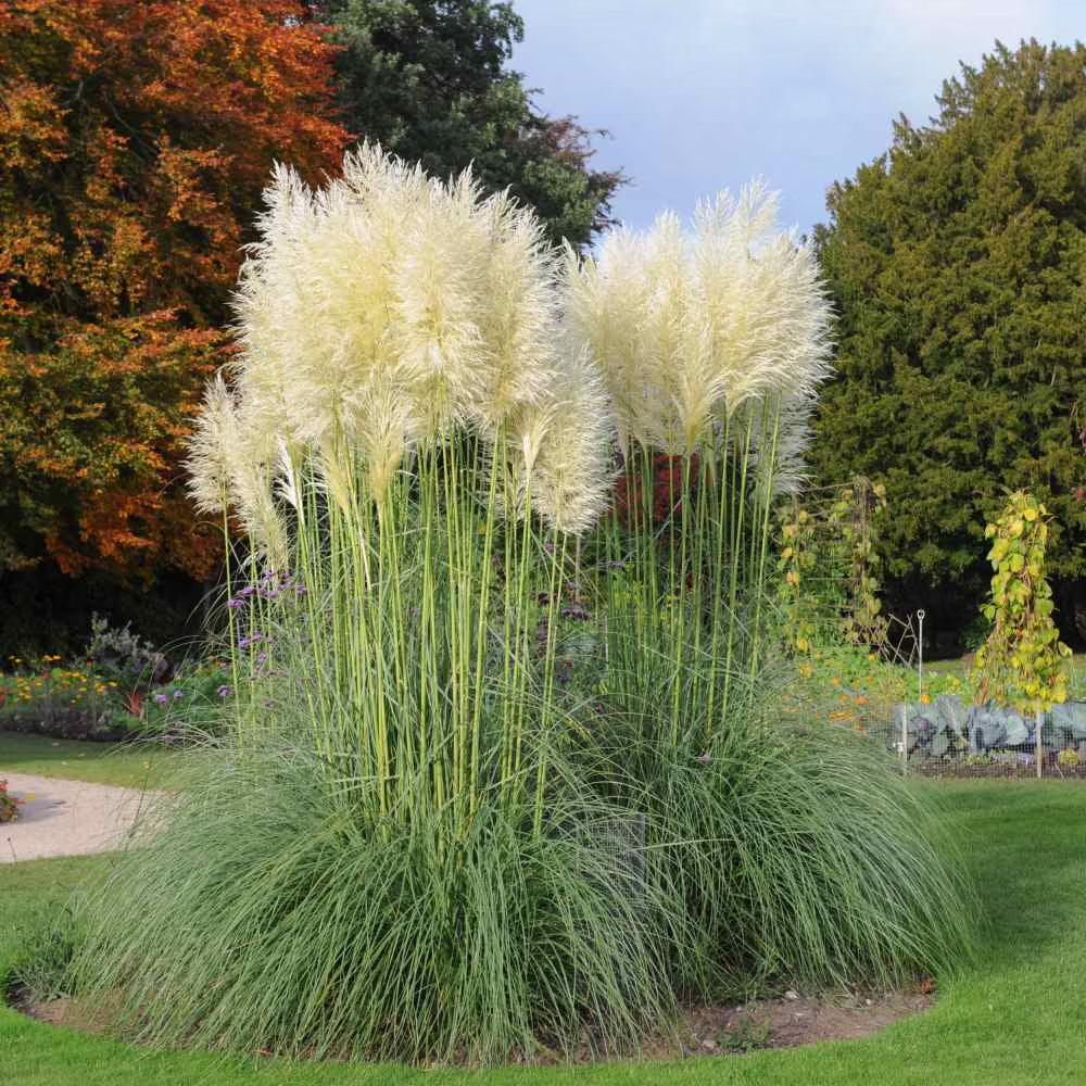 Ornamental Pampas Grass for Landscape Planting