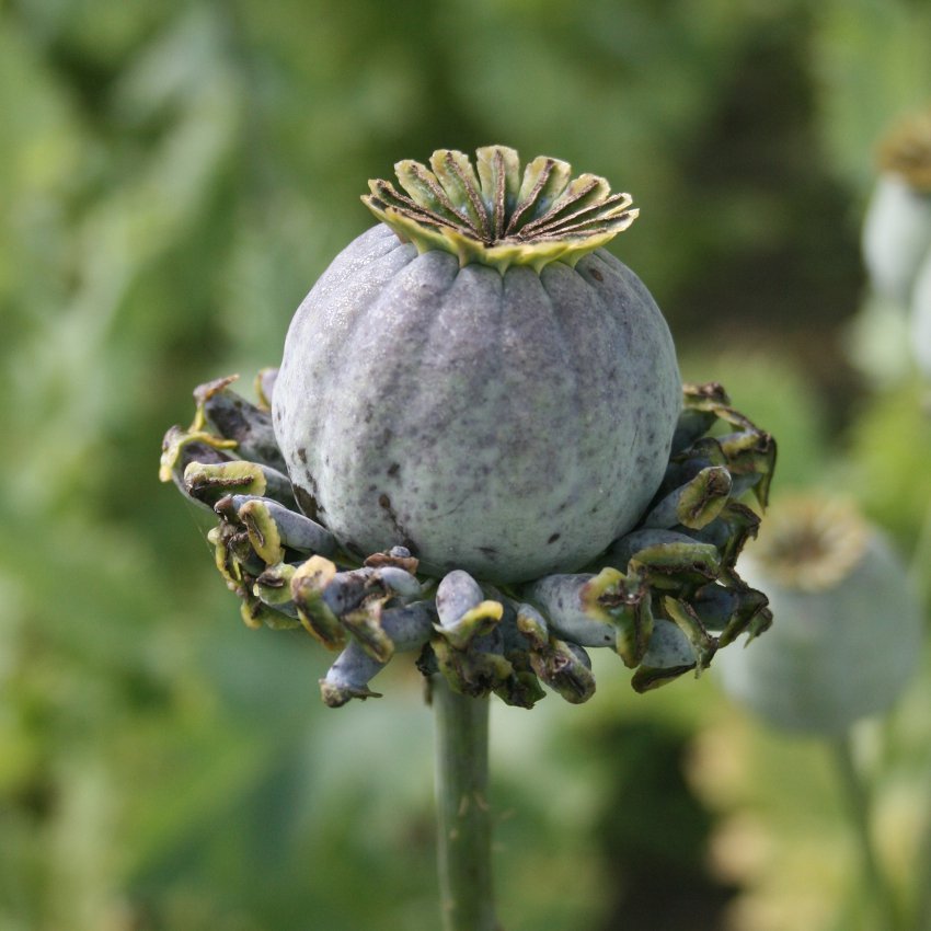 Ornamental Papaver somniferum flower seeds for cottage gardens and decorative landscapes.
