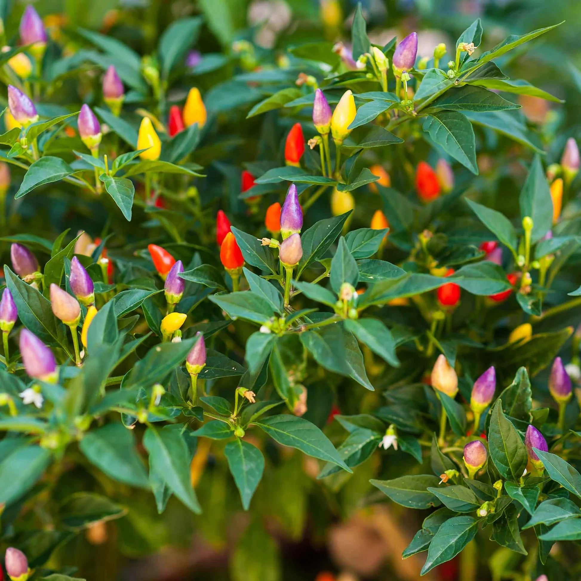 Colorful ornamental pepper fruits growing on compact plants