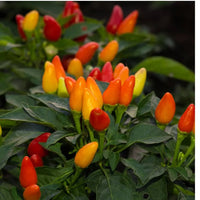 Ornamental Pepper Mix seeds for garden and container planting