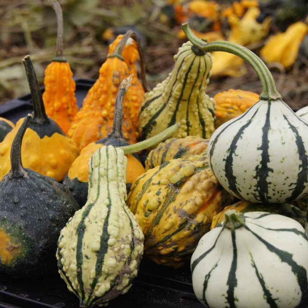 Ornamental Pumpkin Mix seeds for garden planting