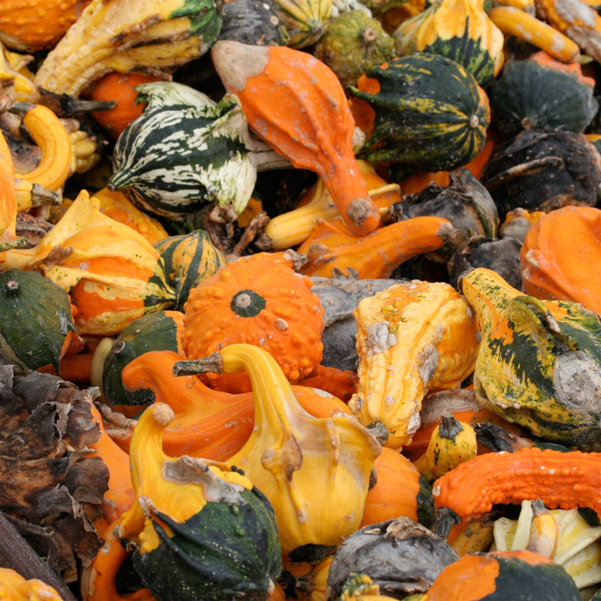 Colorful ornamental pumpkin mix varieties growing in a garden