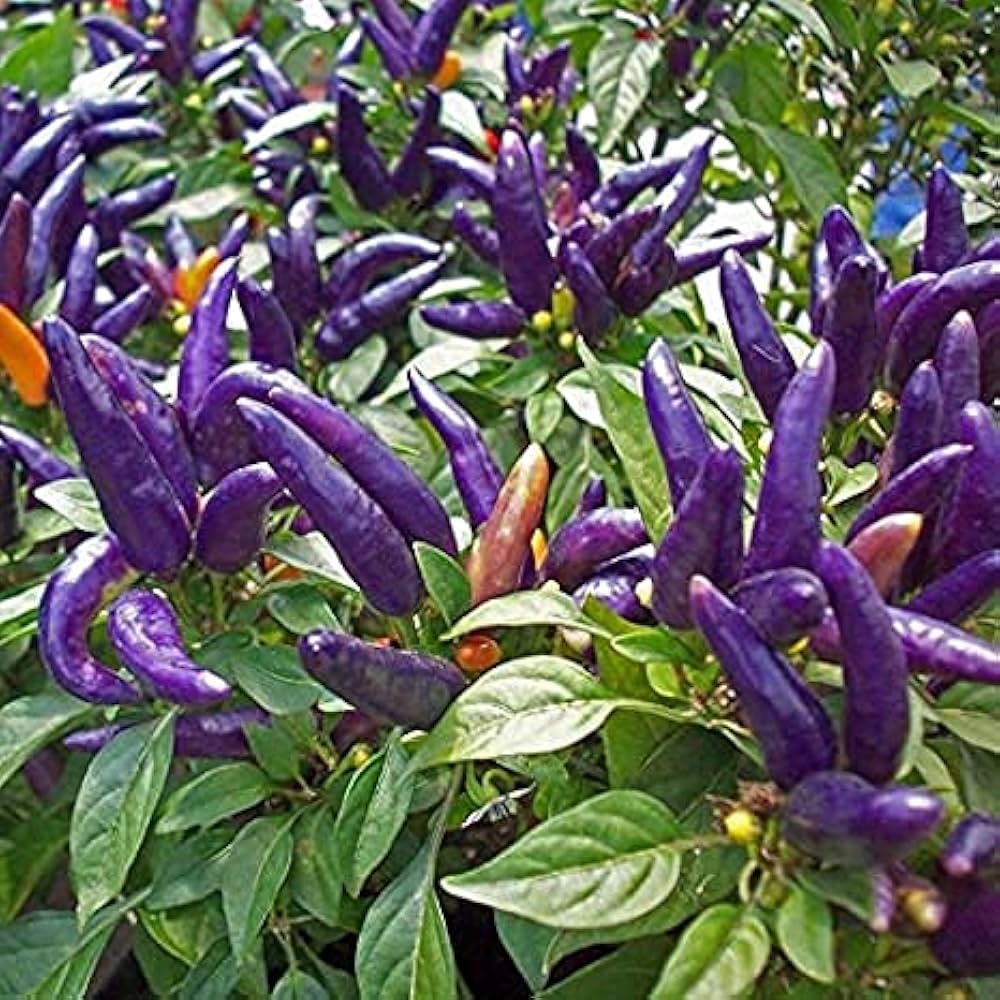 Ornamental Purple Pepper seeds for home garden planting.