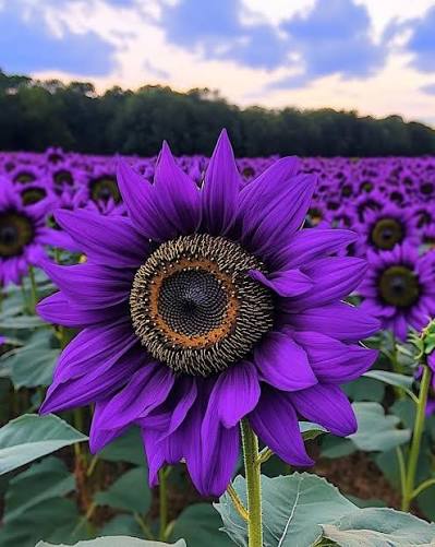 Ornamental purple sunflower flowers growing in a sunny garden landscape