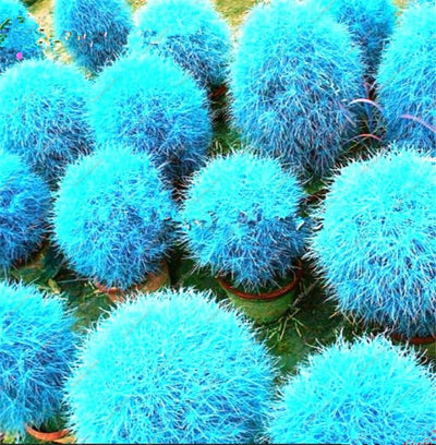 100 Pcs