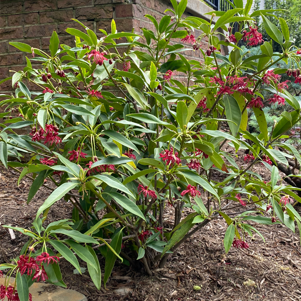 Ornamental star anise flowers blooming on a healthy tree.