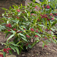 Ornamental star anise flowers blooming on a healthy tree.