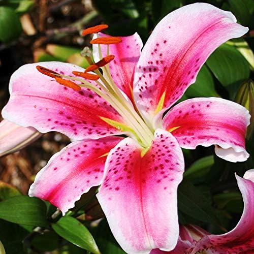 Ornamental Stargazer Lily bulbs for garden beds and landscape borders.