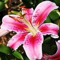 Ornamental Stargazer Lily bulbs for garden beds and landscape borders.