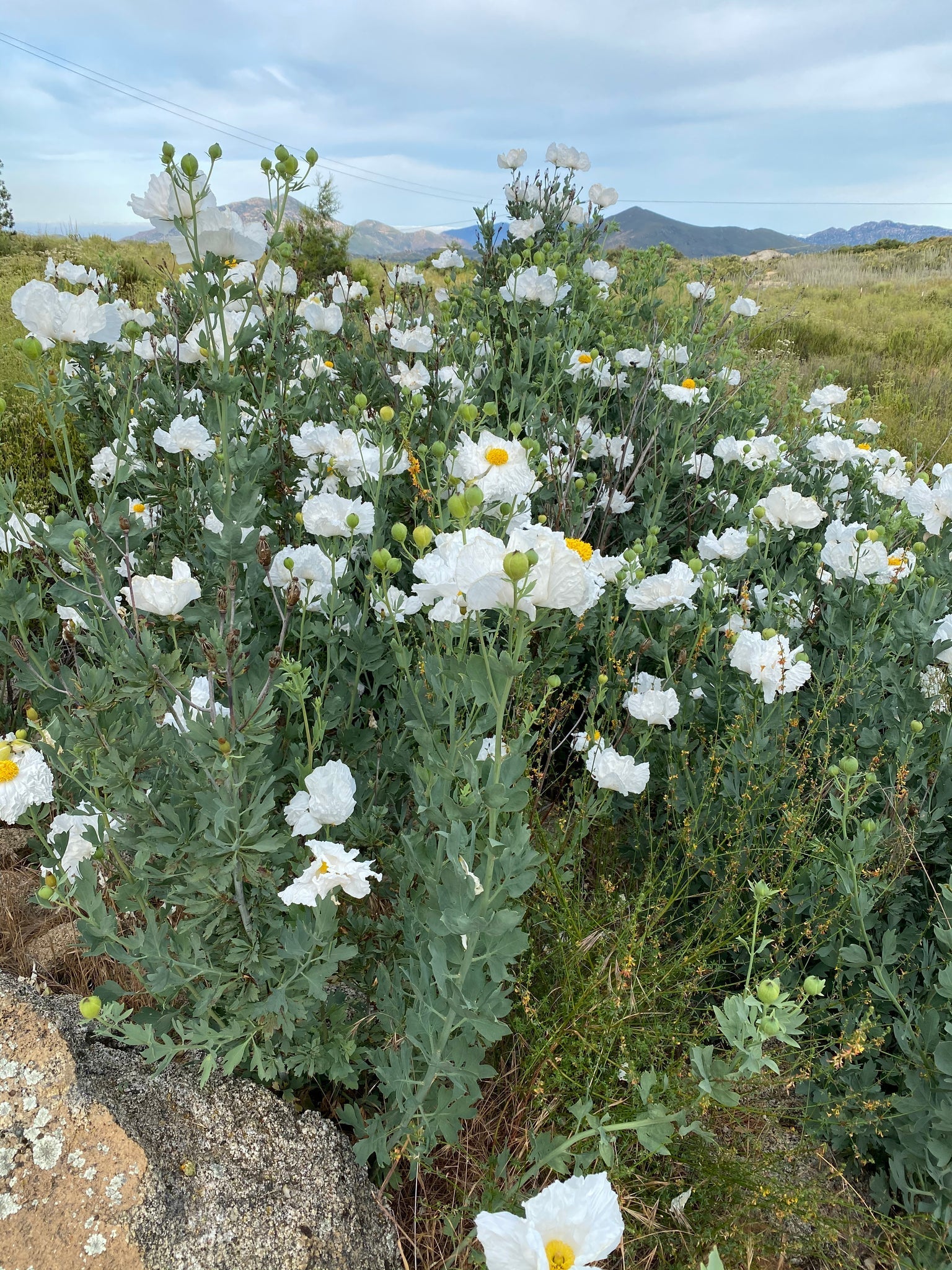 Elegant white flowering plants growing in a decorative garden bed.