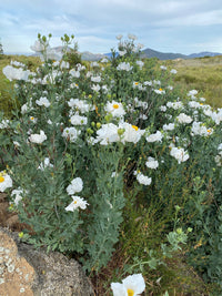 Elegant white flowering plants growing in a decorative garden bed.