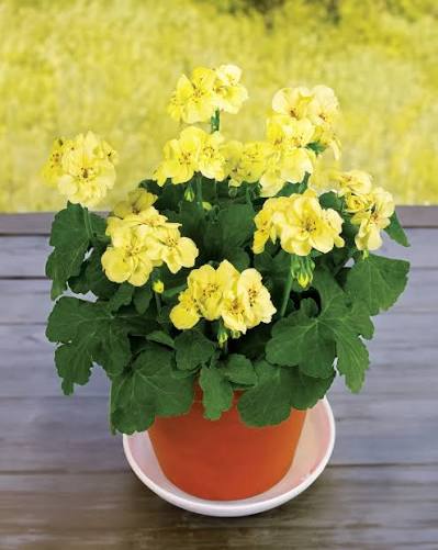Ornamental yellow geranium blooms growing in an outdoor landscape.
