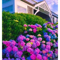 easy-grow-hydrangea-seeds