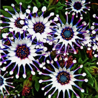 Mixed Color Osteospermum Spider Daisy Flowers
