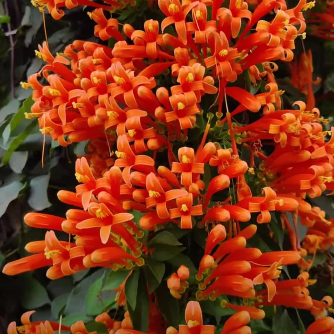 Creeper Flower seeds for Planting - Fragrant Blossoms, Heirloom & GMO Free Seeds for Home Garden