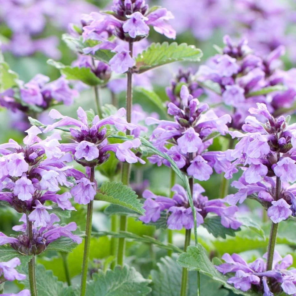 Purple Catmint Flower seeds for Planting Sun Loving Heirloom & GMO Free Seeds for Home Garden 
 
 Sale