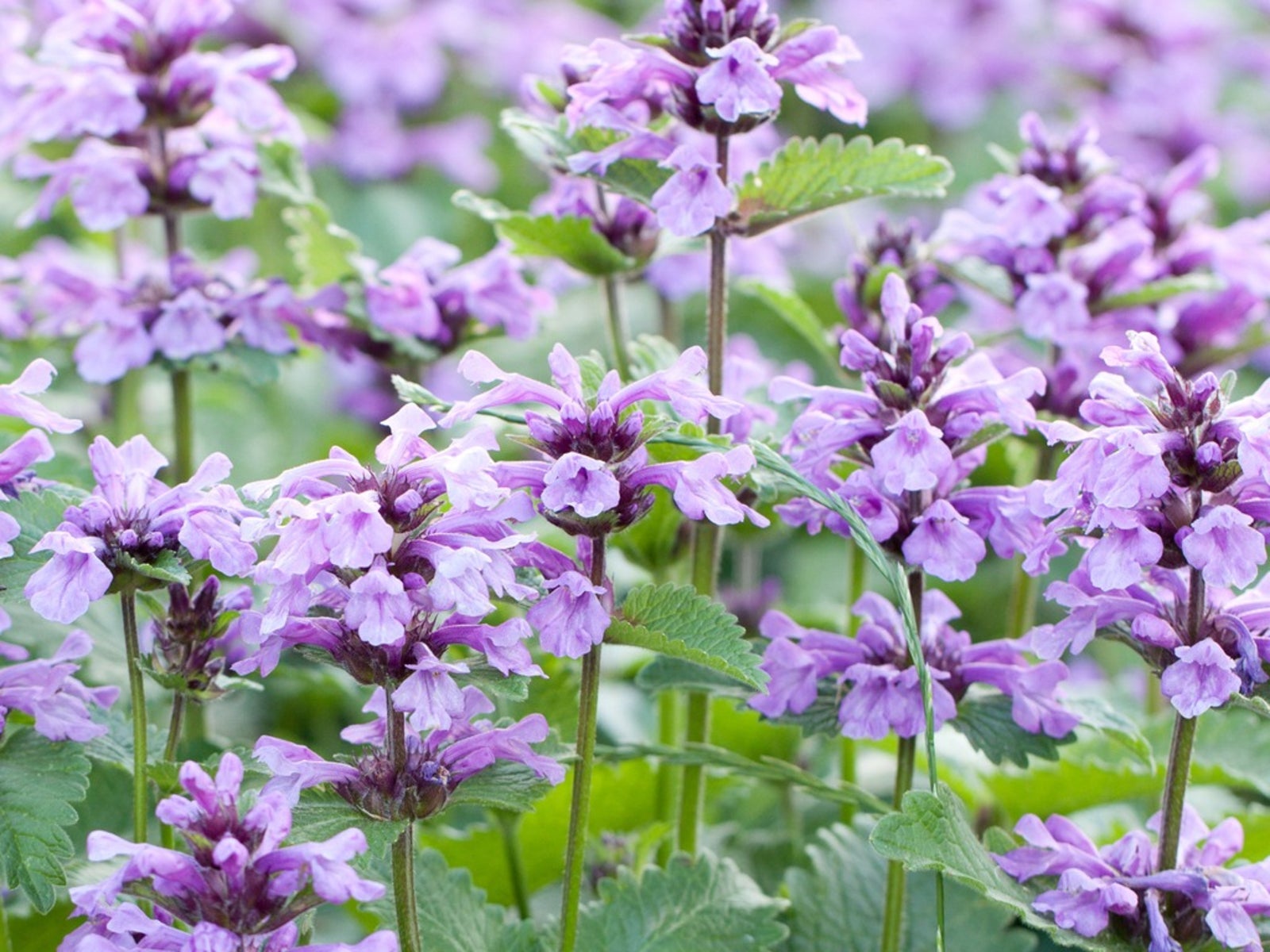 Violet Catmint Seeds for Easy Planting