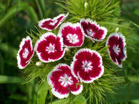Dianthus Flower seeds for Planting Hardy Variety Heirloom & GMO Free Seeds for Home Garden