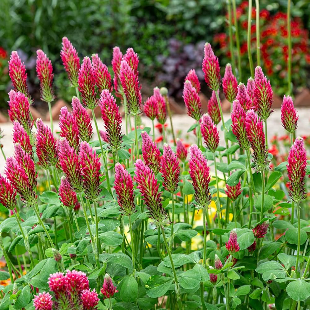 Outsidepride Crimson Clover seeds for garden planting