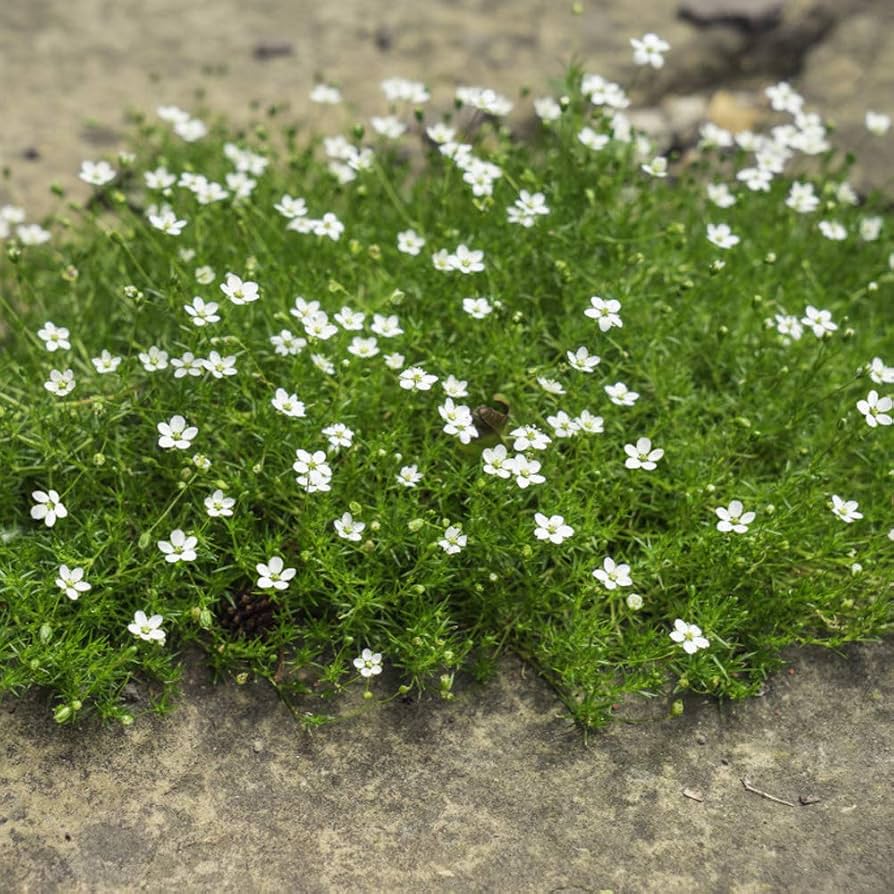 Outsidepride Irish Moss ground cover seeds for garden planting