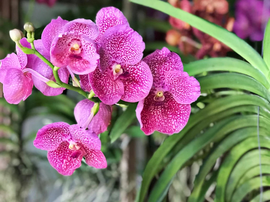 Pink Orchid Flower seeds for Planting Long Bloom Season Heirloom & GMO Free Seeds for Home Garden 
 
 Sale