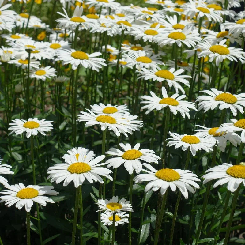 Ox-Eye Daisy flower seeds for planting in home gardens and flower beds