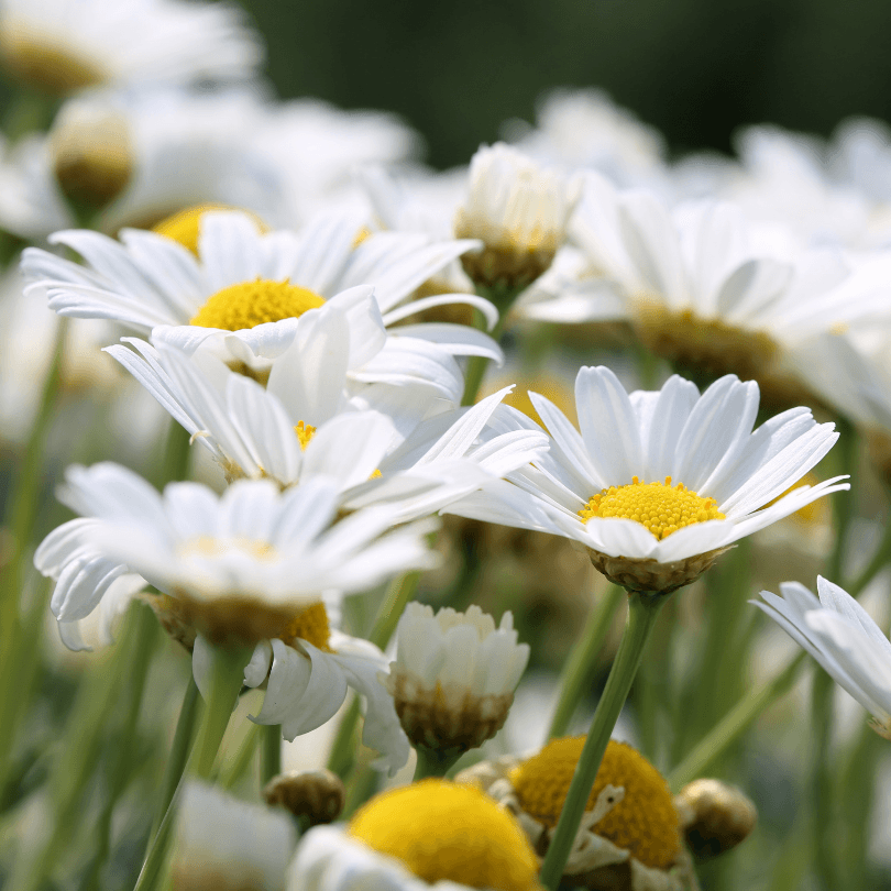 Ox-Eye Daisy garden flower seeds suitable for borders, meadows, and containers