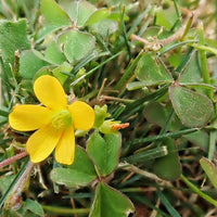Oxalis corniculata plants with clover-shaped leaves suitable for lawns and borders