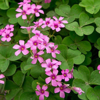 Close-up of Oxalis debilis pink flowers growing in an outdoor ornamental landscape.
