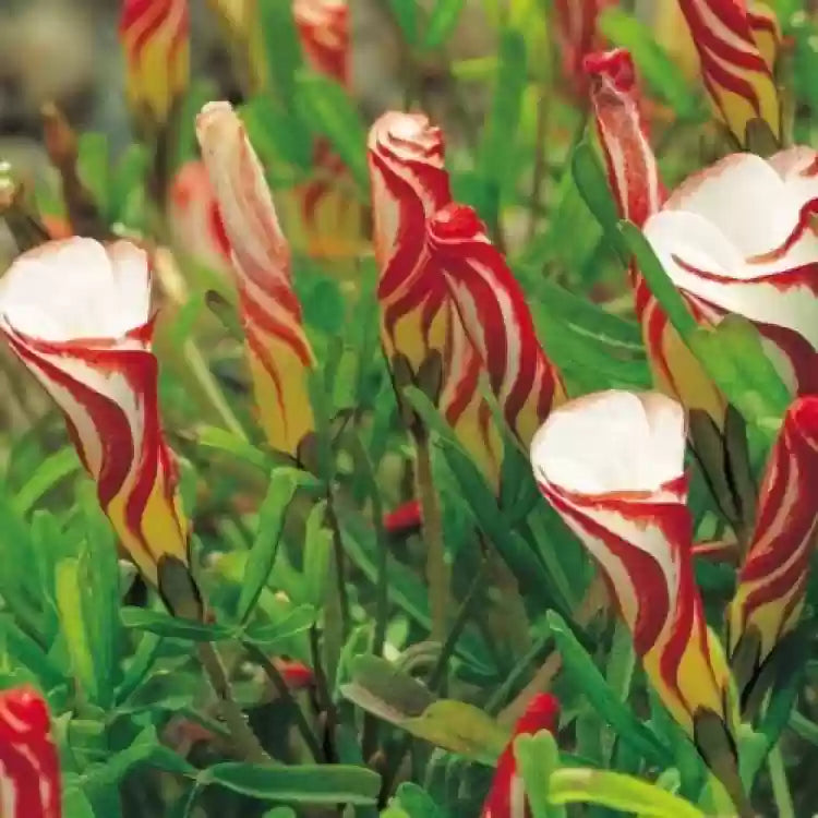 Oxalis White Red flowers growing in garden borders