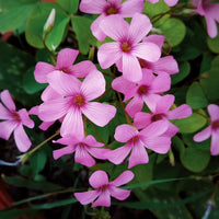 Pink Oxalis Laciniata Flower seeds for Planting - Pollinator Friendly, Heirloom & GMO Free Seeds for Home Garden