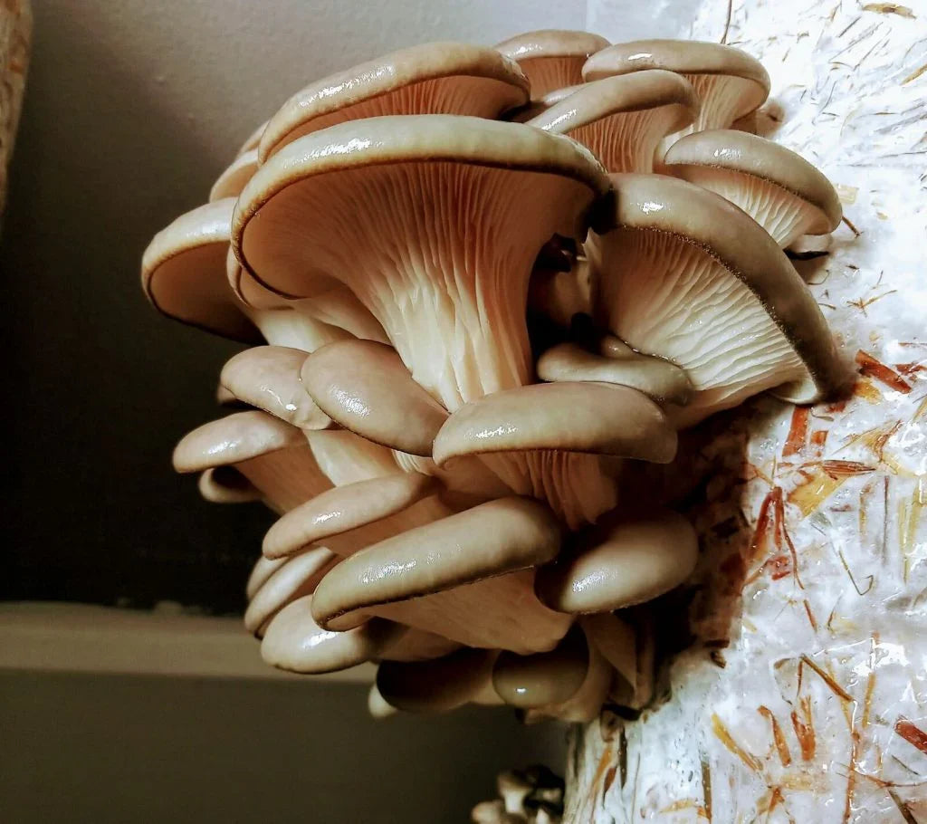 Fresh oyster mushrooms growing in a controlled environment.