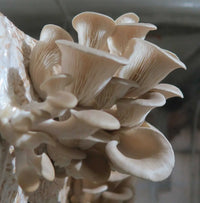 Oyster mushroom spawn prepared for home cultivation.