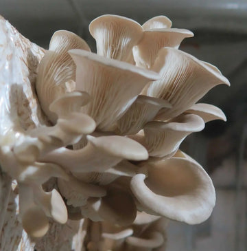 Oyster mushroom spawn prepared for home cultivation.