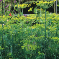 Healthy green dill plants growing in a sunny garden bed.
