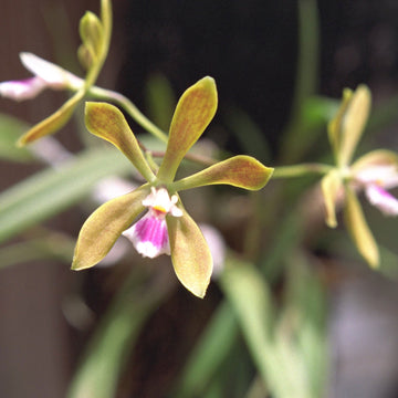 Butterfly Orchid Flower seeds for Planting - Colorful Display, Heirloom & GMO Free Seeds for Home Garden