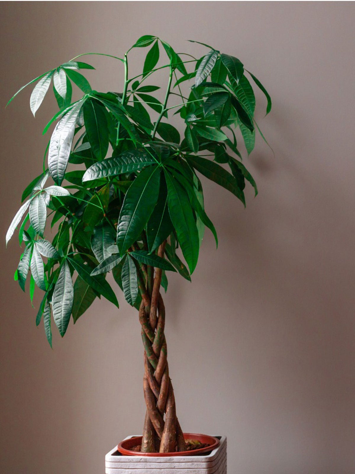 Pachira aquatica ornamental plant seeds suitable for patios and tropical landscapes.