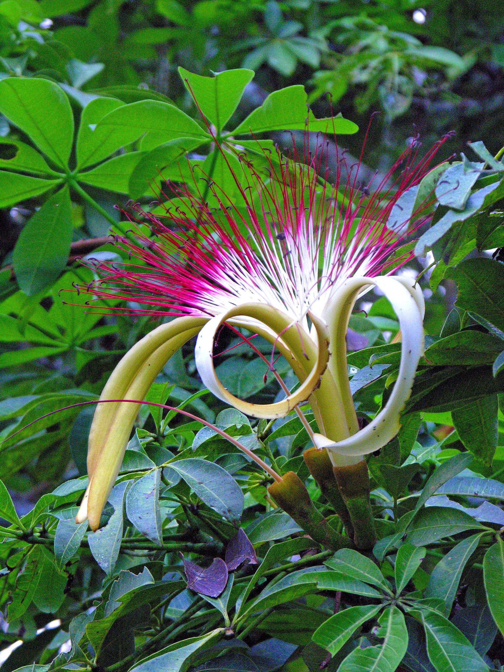 Pachira plant seeds for planting in indoor containers and home gardens.