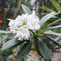Madagascar Palm thriving in outdoor garden