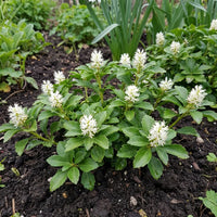 Pachysandra ground cover seeds for planting in shade gardens.