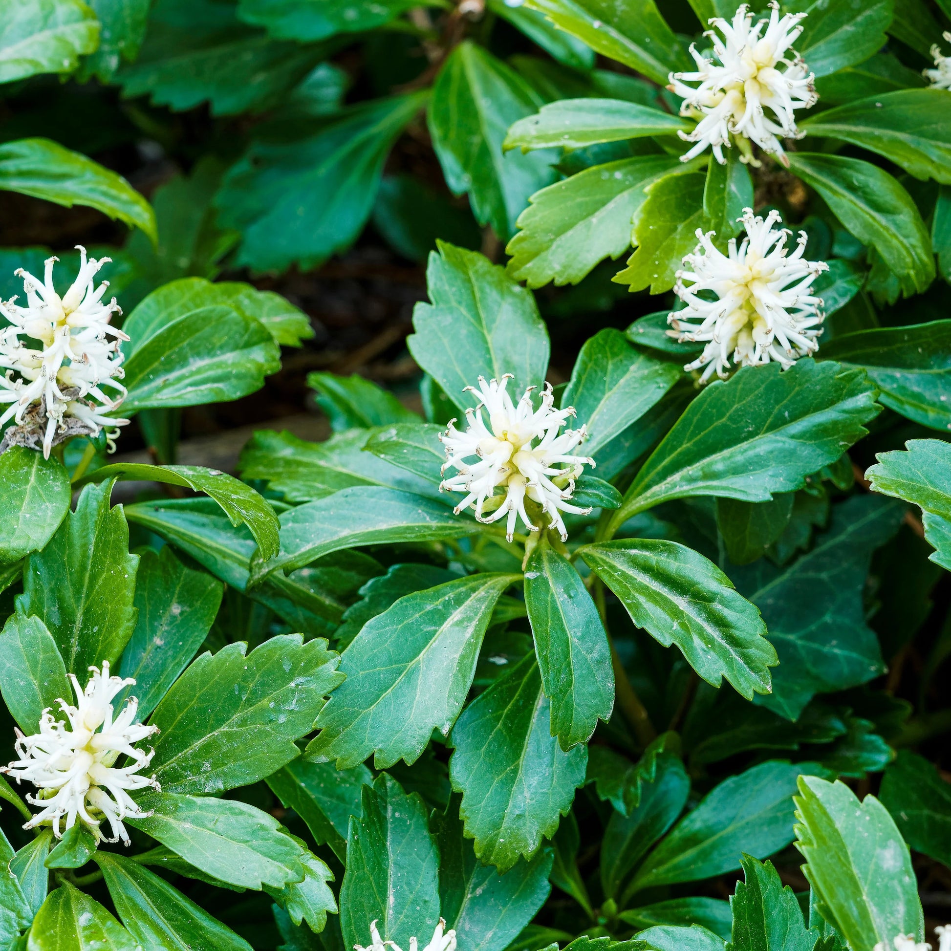Heirloom Pachysandra seeds suitable for woodland gardens and borders.