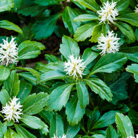 Heirloom Pachysandra seeds suitable for woodland gardens and borders.