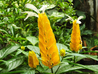 Yellow Pachystachys Lutea Flower Seeds for Planting  and Gardening