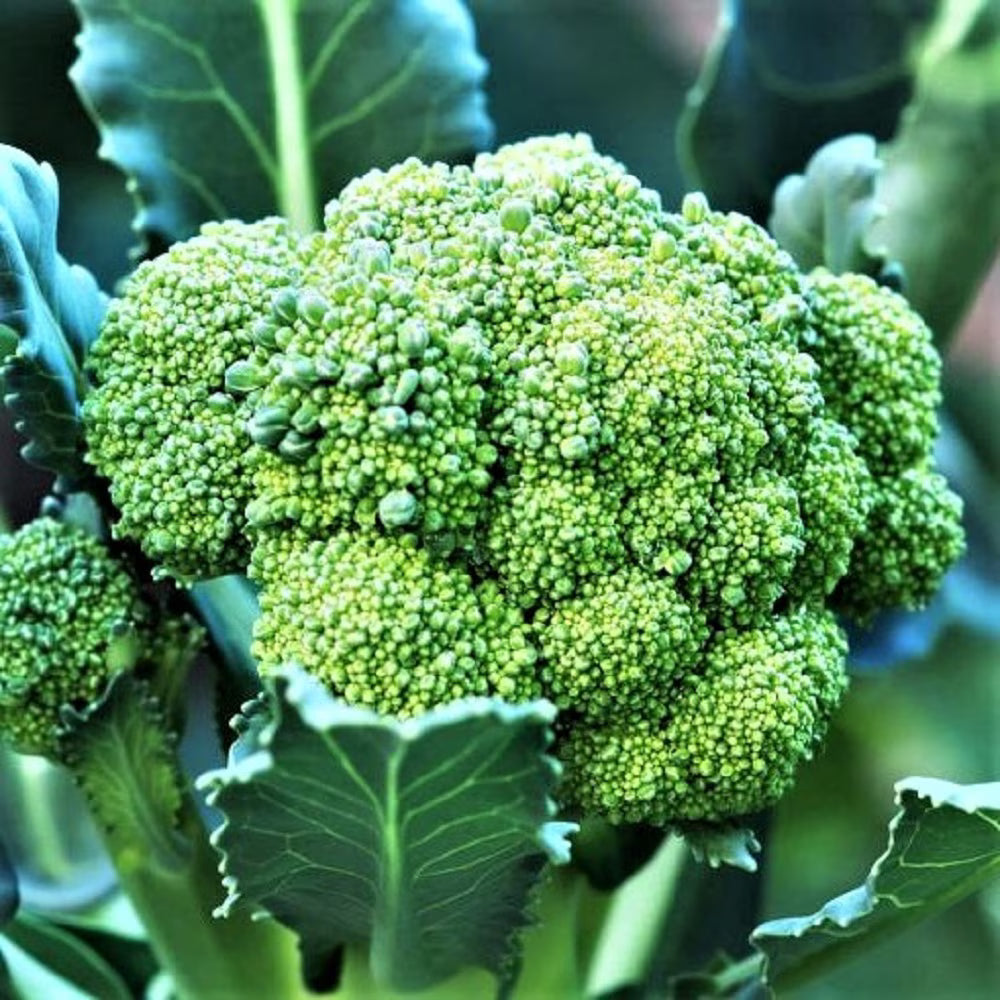 Packman Broccoli seeds for home vegetable garden planting.