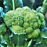 Packman Broccoli seeds for home vegetable garden planting.