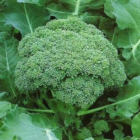 Packman Broccoli seeds for raised beds and container gardening.