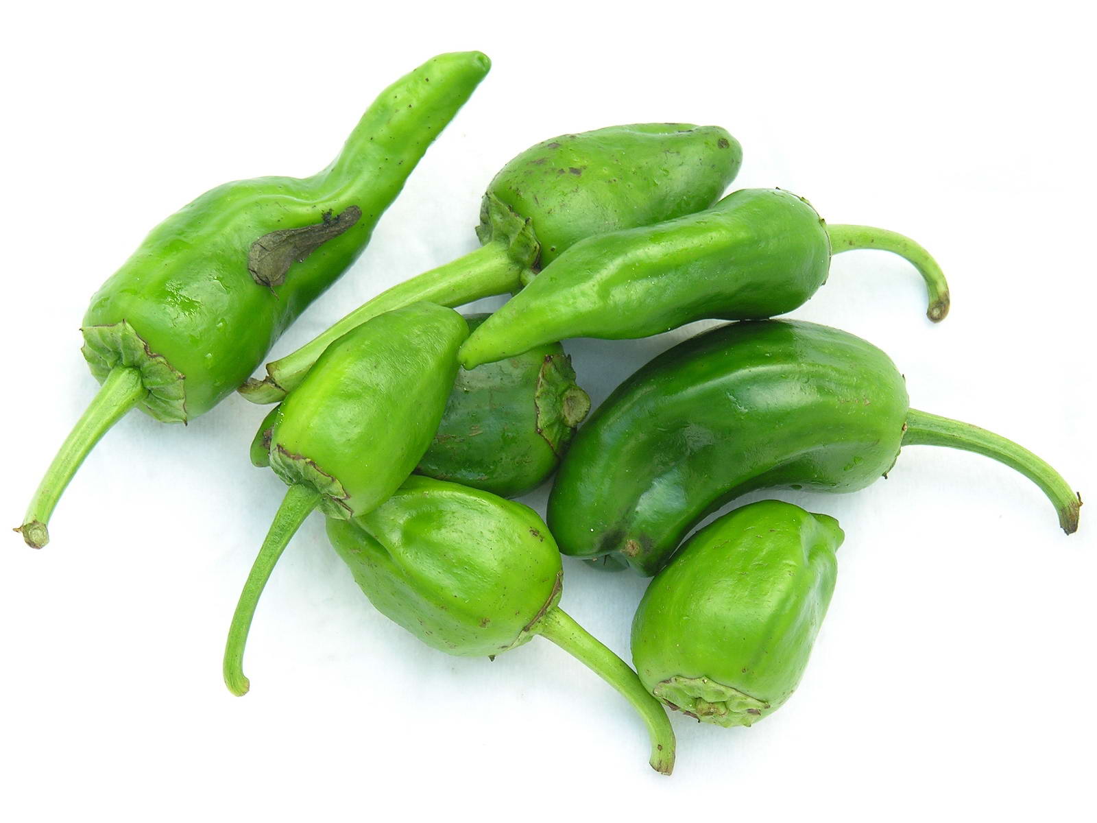 Padron Green Pepper Plants Growing in Garden